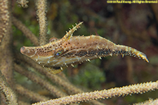 slender filefish